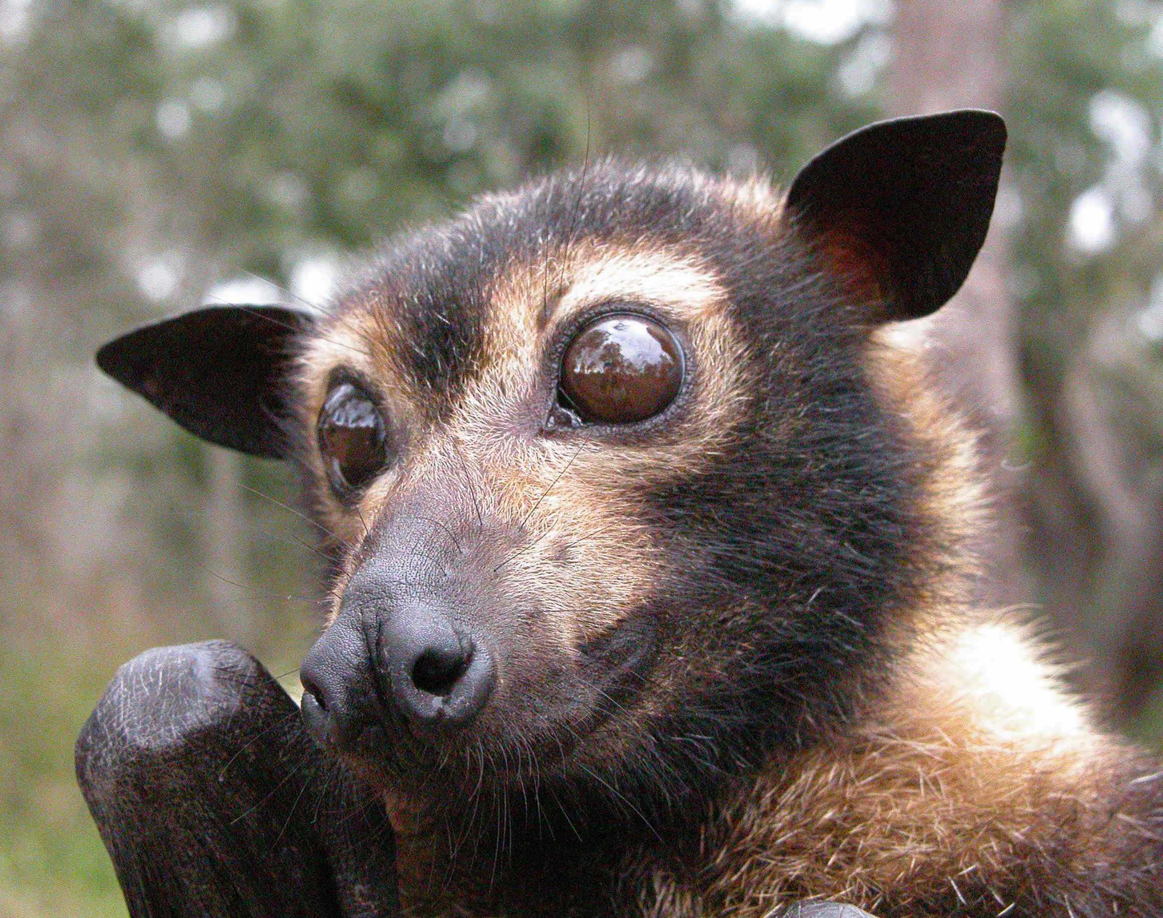 #ThreatenedThursday: Spectacled Flying-fox | The Foundation for