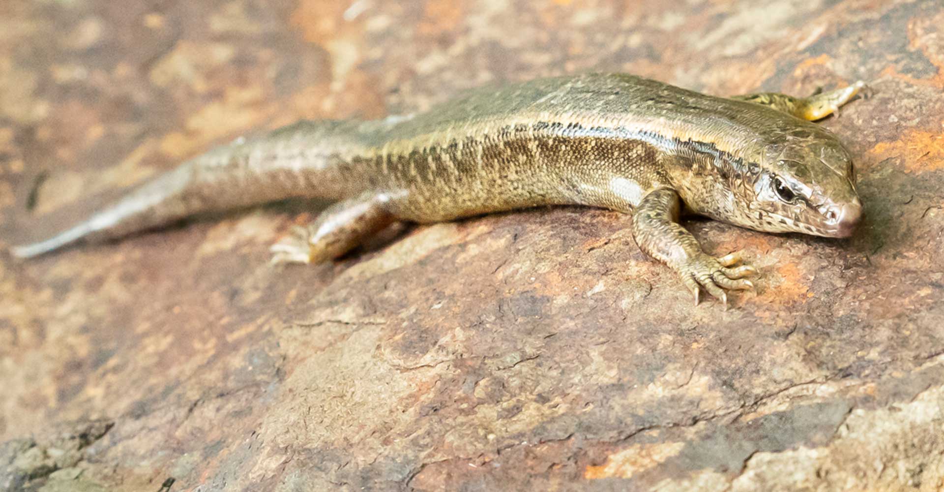 Lord Howe Island - Jack Shick - Skink - FAME