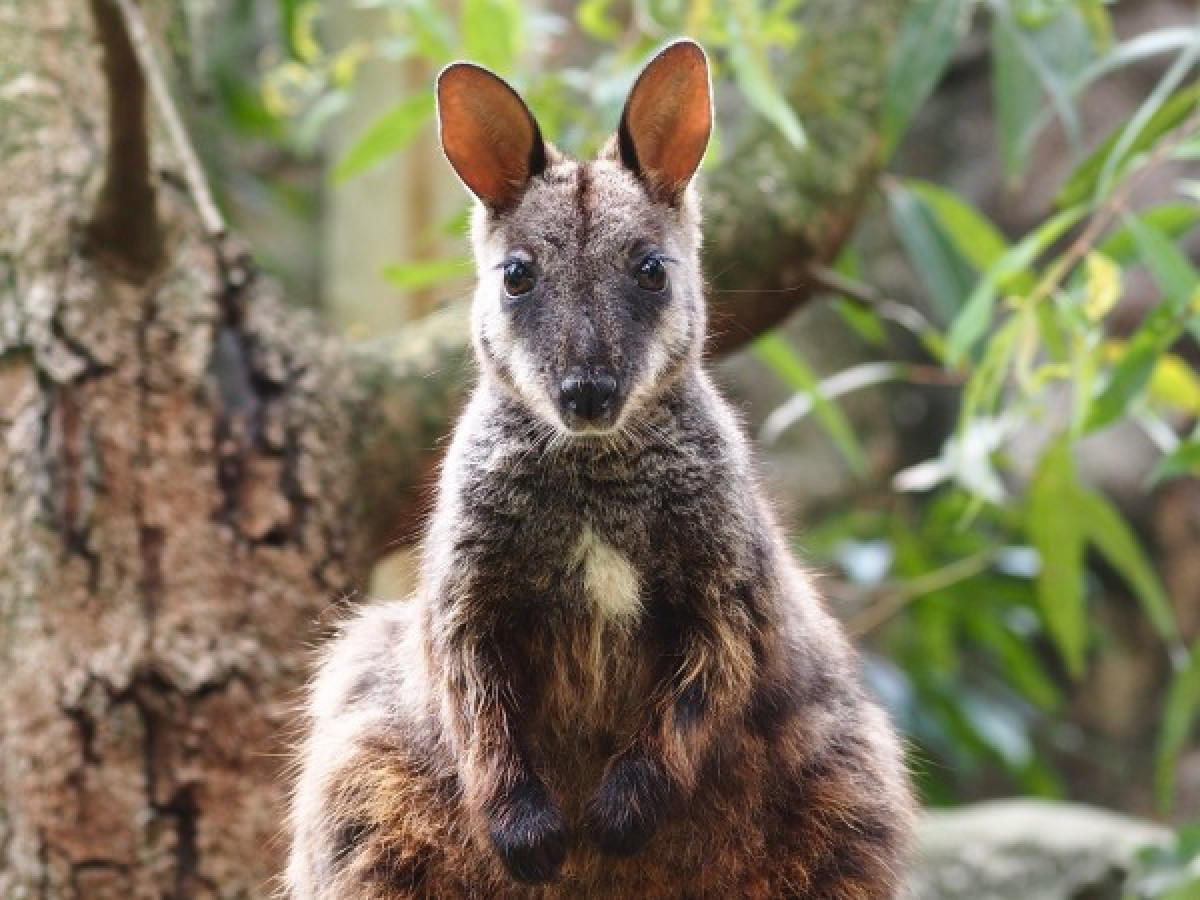 Brush-tailed Rock-wallaby joey joy from Aussie Ark.