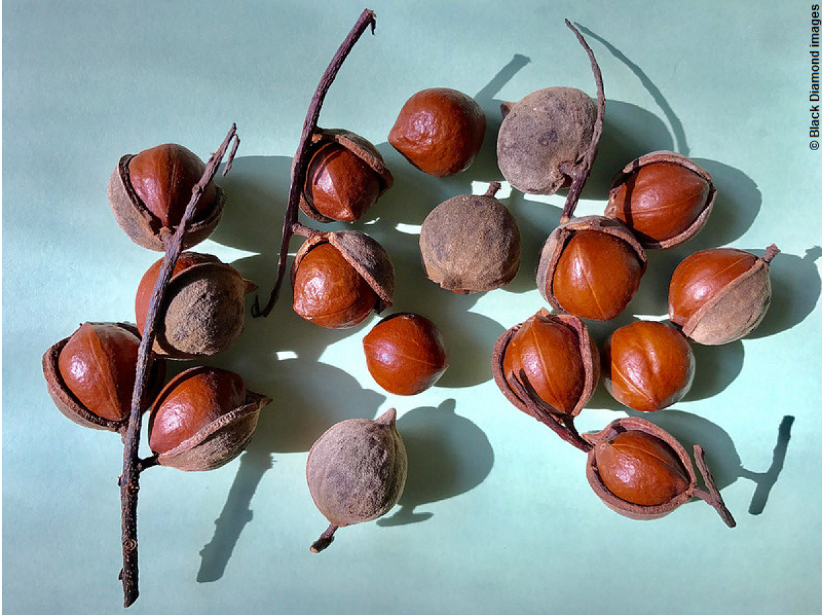 Project update: macadamia nut propagating begins.