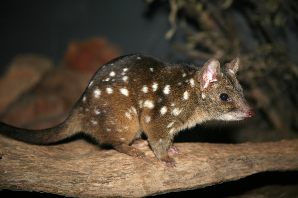 Western Quoll and Brush-tailed Possum monitoring begins.