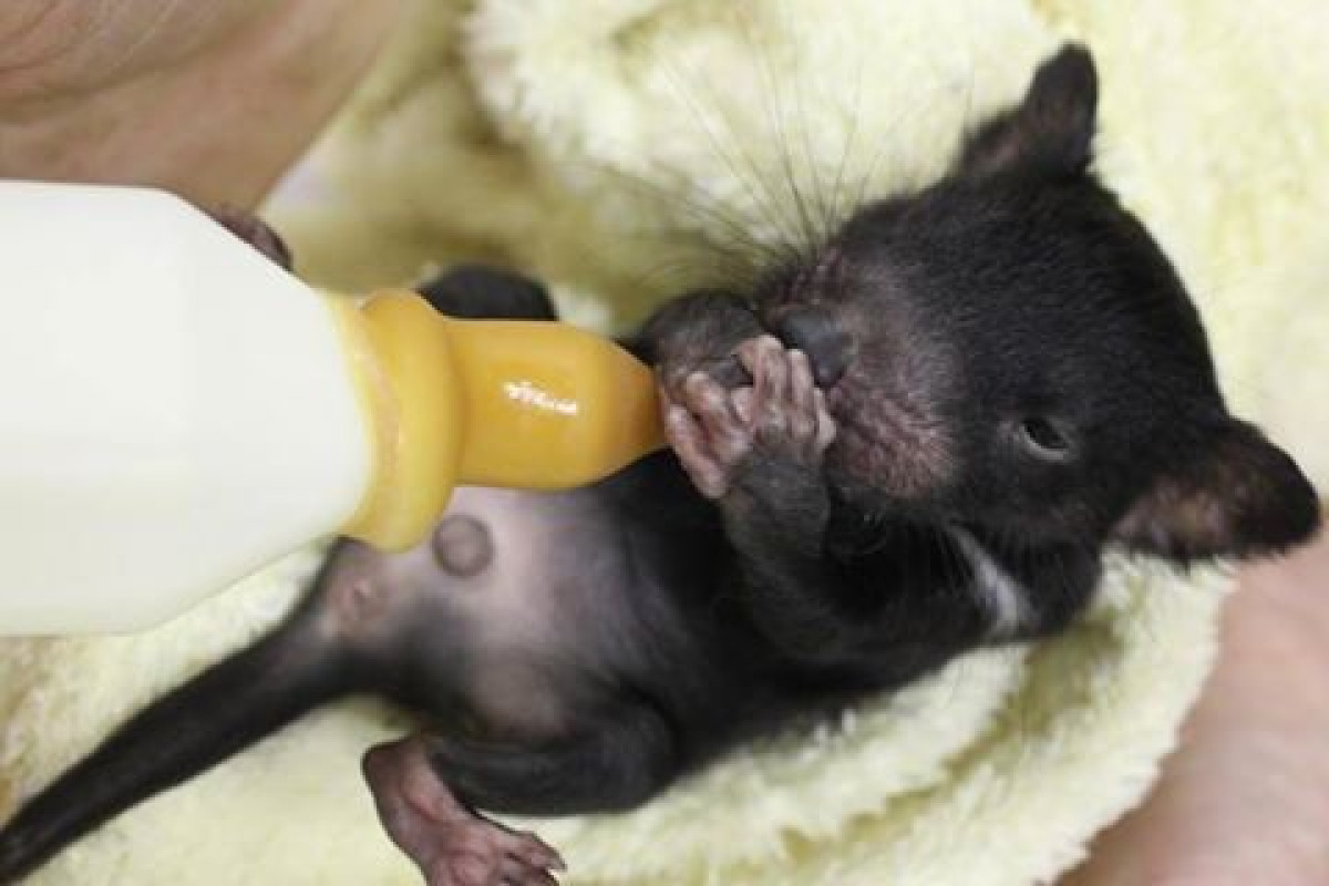 Record number of baby devils born to assist fight against extinction.