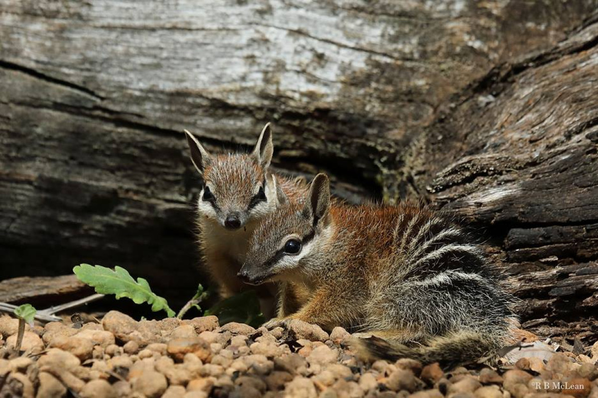 FAME's early support for Numbat Project leads to Conservationist of the Year Award.