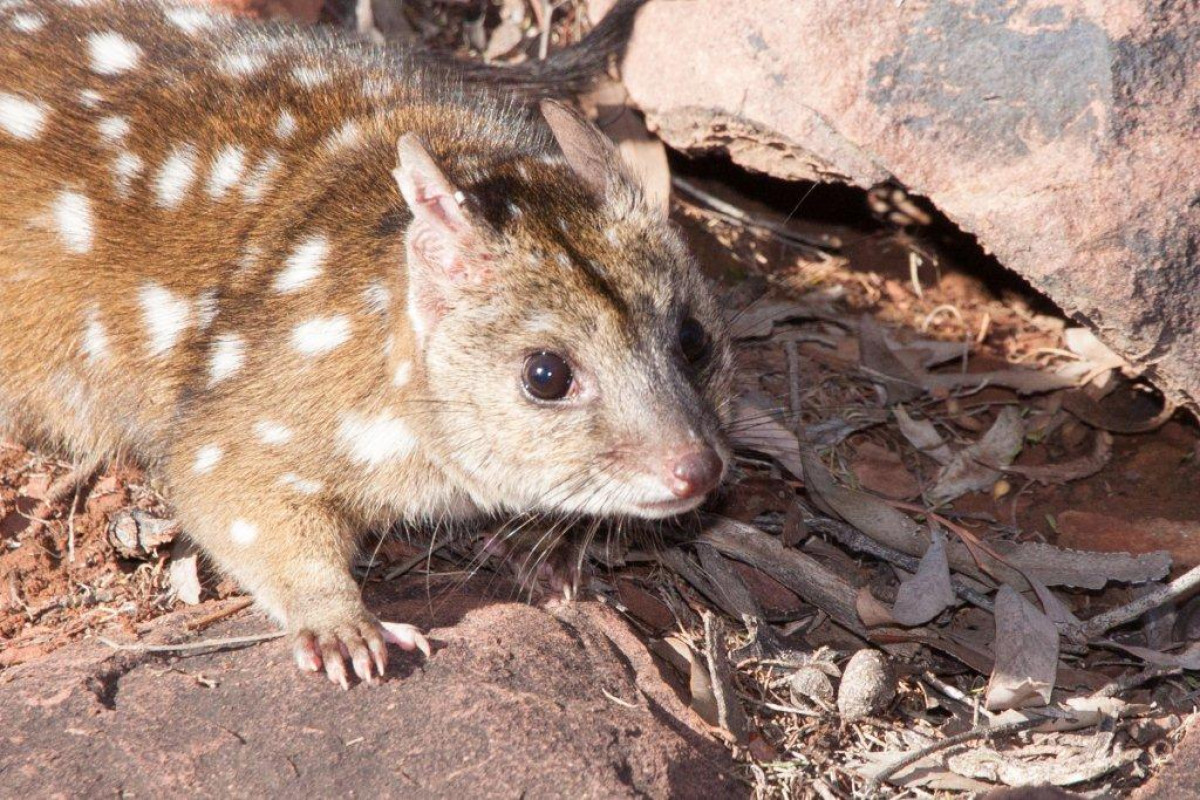 Western Quolls & Brush-tailed Possums surviving well.