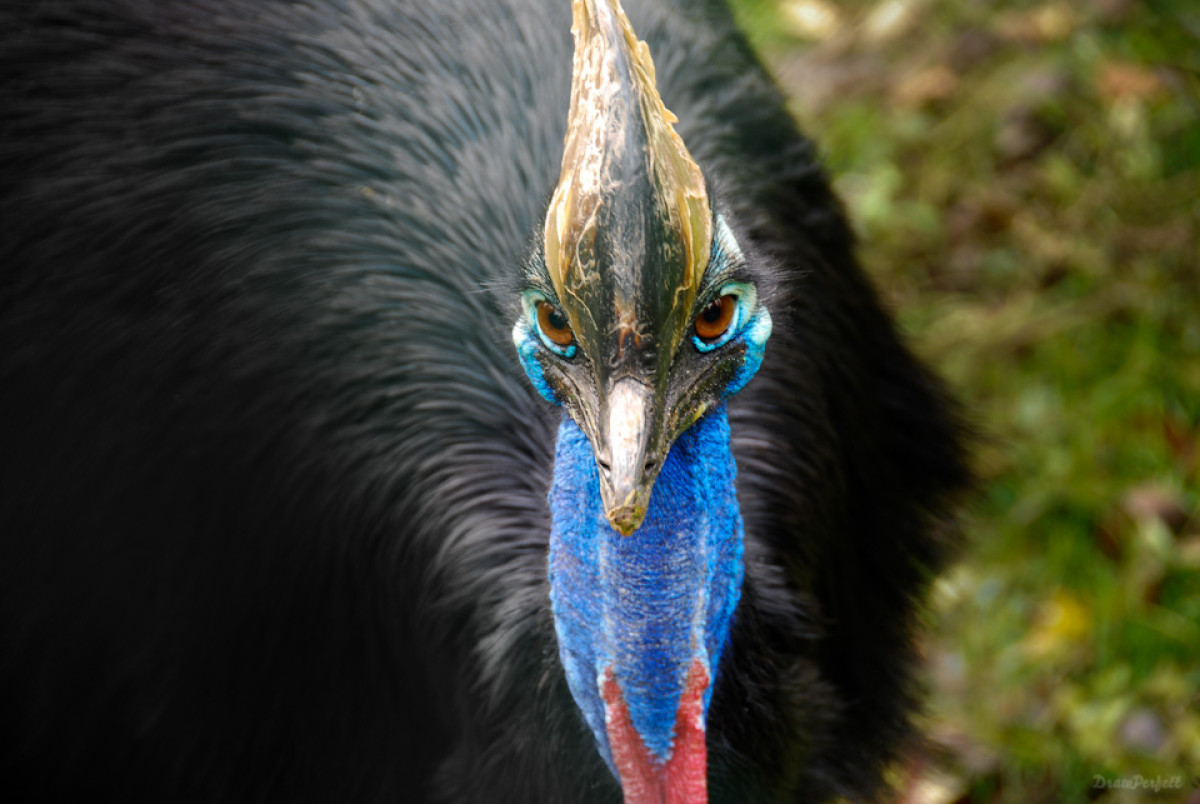 Just 205 trees needed to help save the Southern Cassowary.
