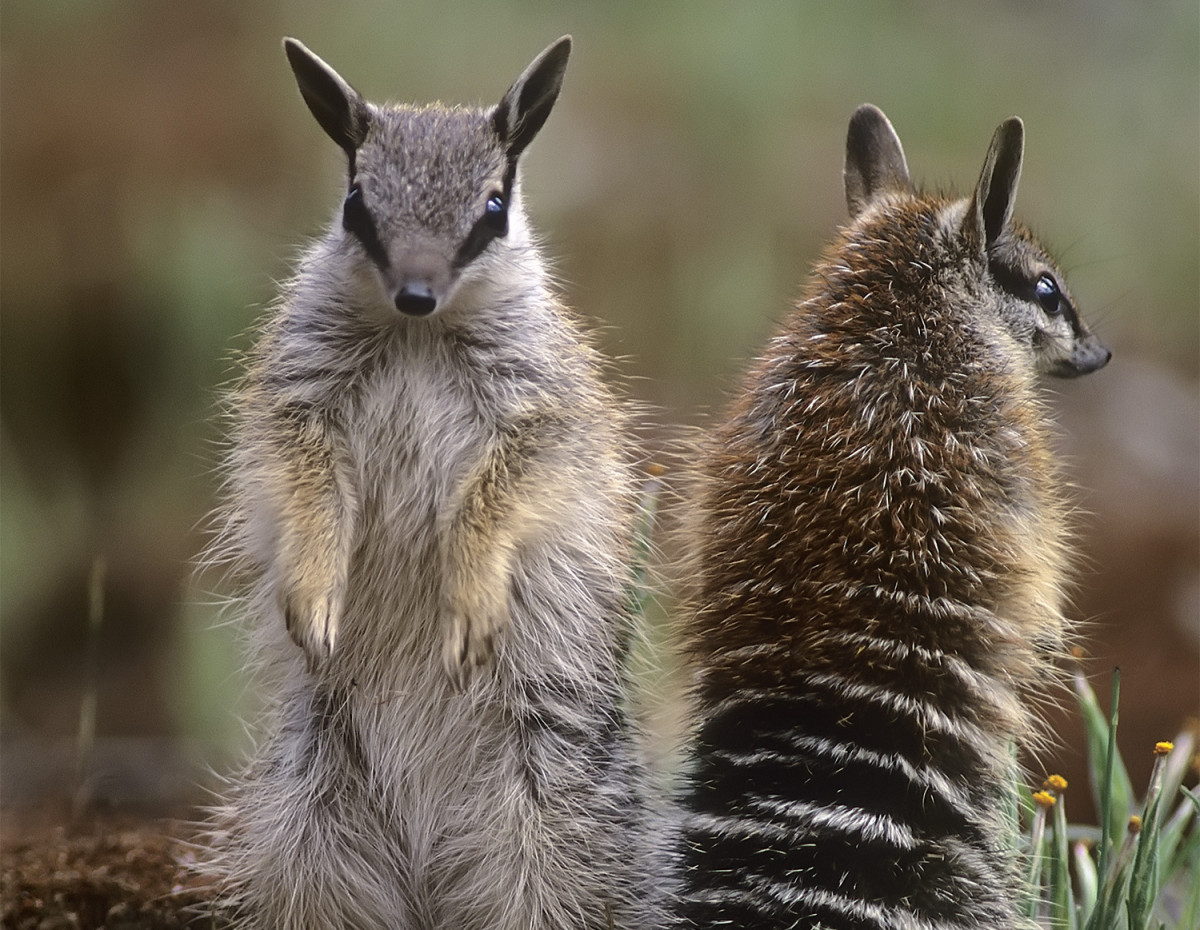 Protecting the Numbats