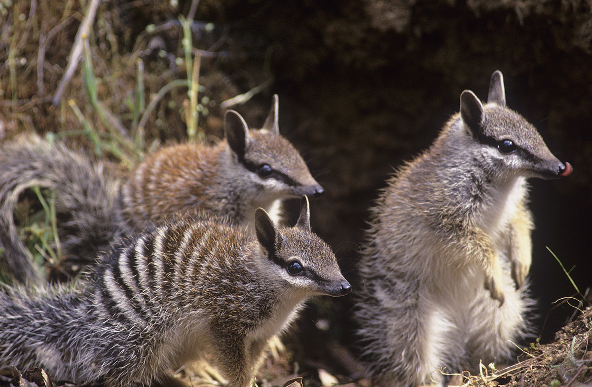 Dogs in WA join fight to save numbats 'rarer than China's giant pandas'