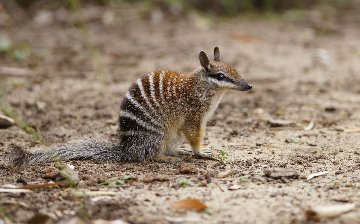 Numbats and woylies flourish at Dryandra after feral cats pushed WA icon towards 'extinction pit'