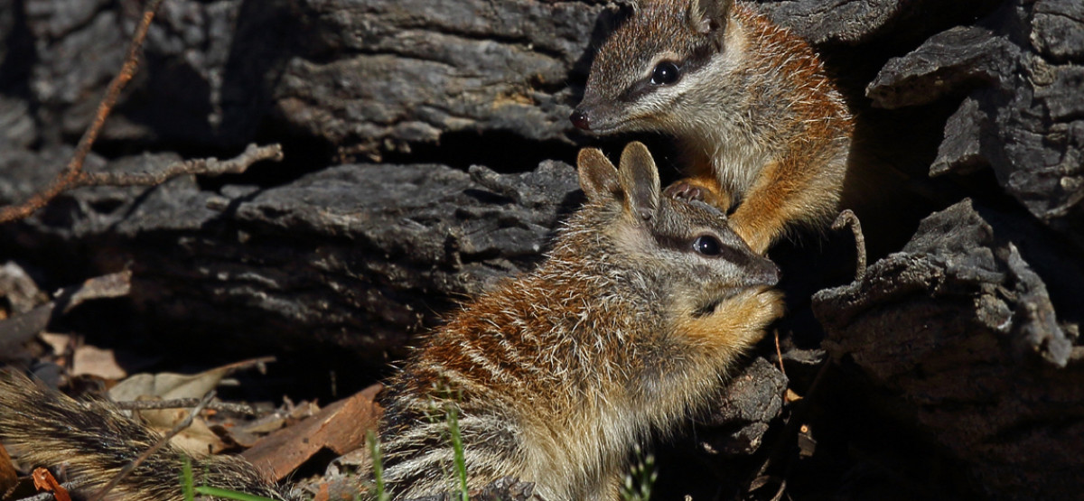 Project update: Saving the last wild population of Numbats 