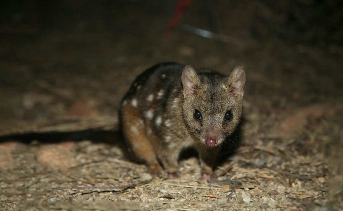 Project Update: Releasing and Monitoring Quolls in South Australia