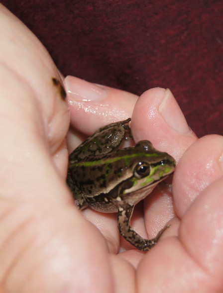 Captive breeding progress for the Southern Bell Frog