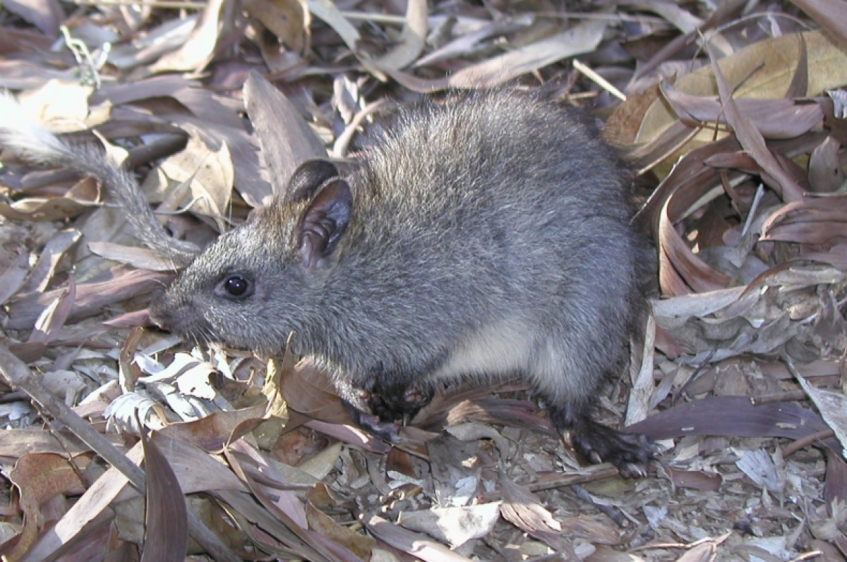 #ThreatenedThursday: Black-footed Tree-rat