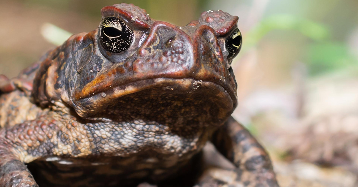 Help us eradicate the invasive Cane Toad from Australia!  The Foundation  for Australia's Most Endangered Species (FAME)