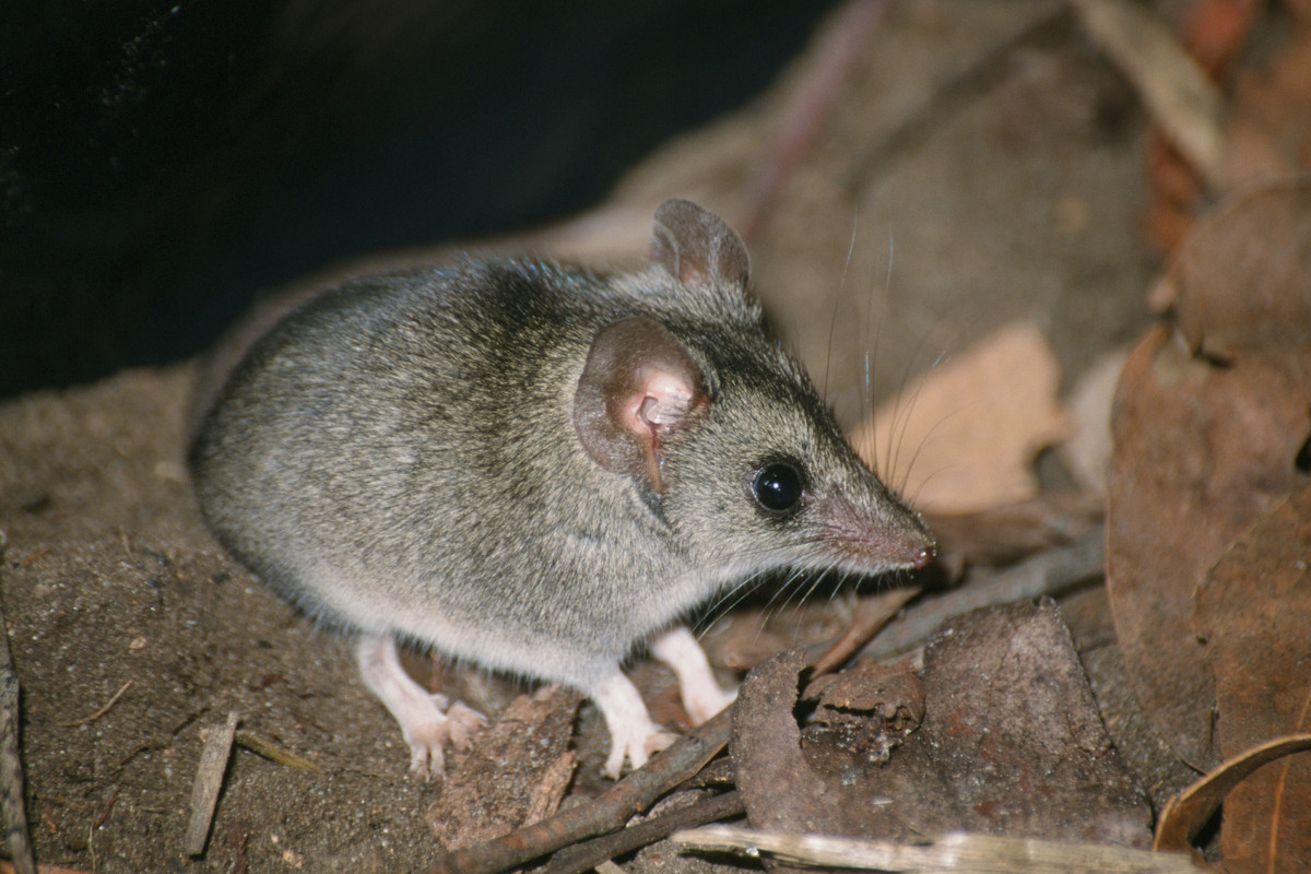 Kangaroo Island Dunnart: Nine threatened species spotted on surveys
