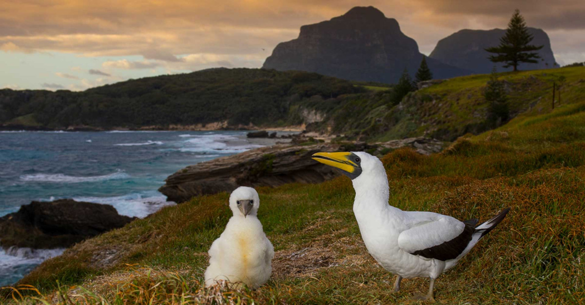 Imagine floating in the ocean 7 million years ago: A Lord Howe Island adventure