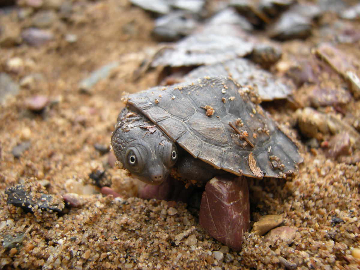 Video of Mary River Turtle juveniles released to the wild!