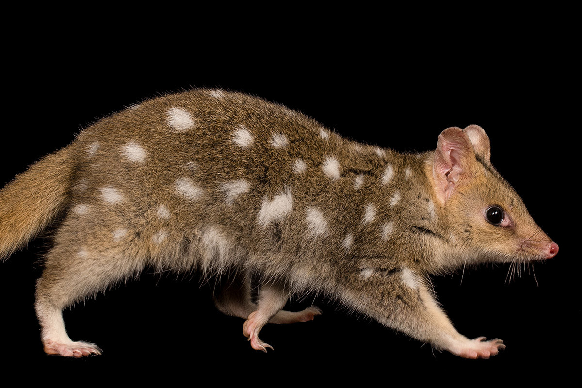 Monday Memories: 2002 - Eastern Quoll