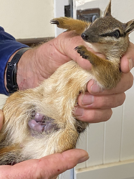 Our ongoing commitment to Protect and Understand Numbats