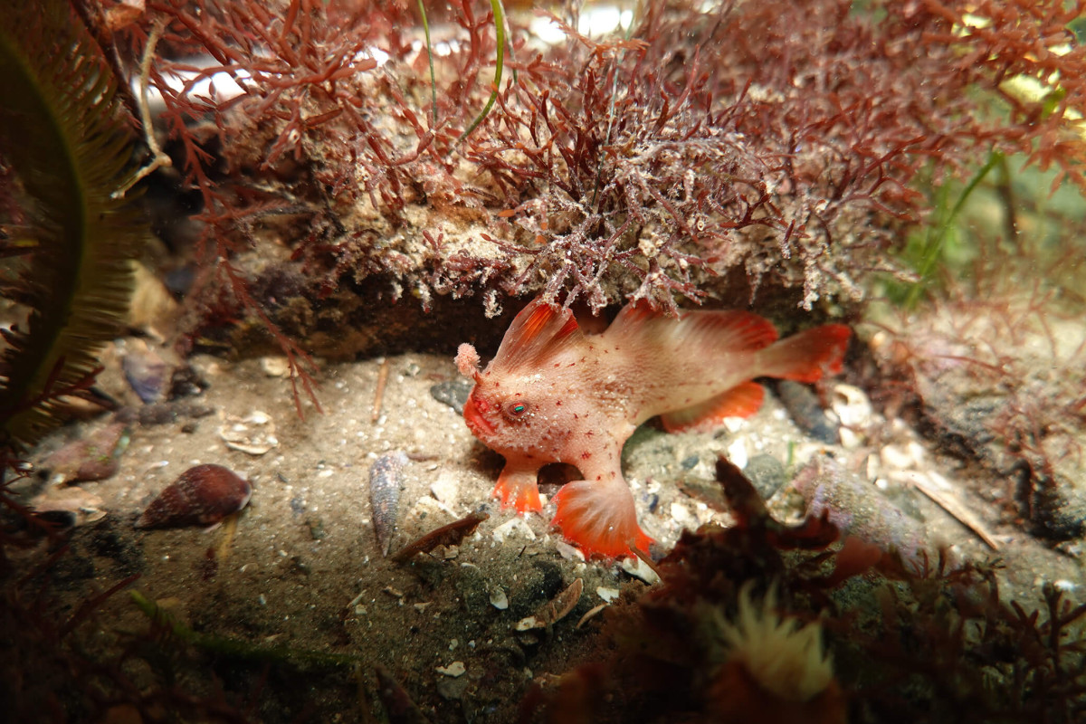 Vital funding partnership announced to save Red Handfish from extinction