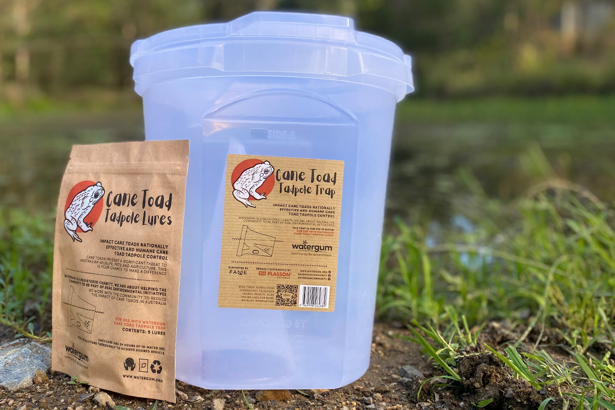 Cane Toad Tadpole Traps Have Arrived
