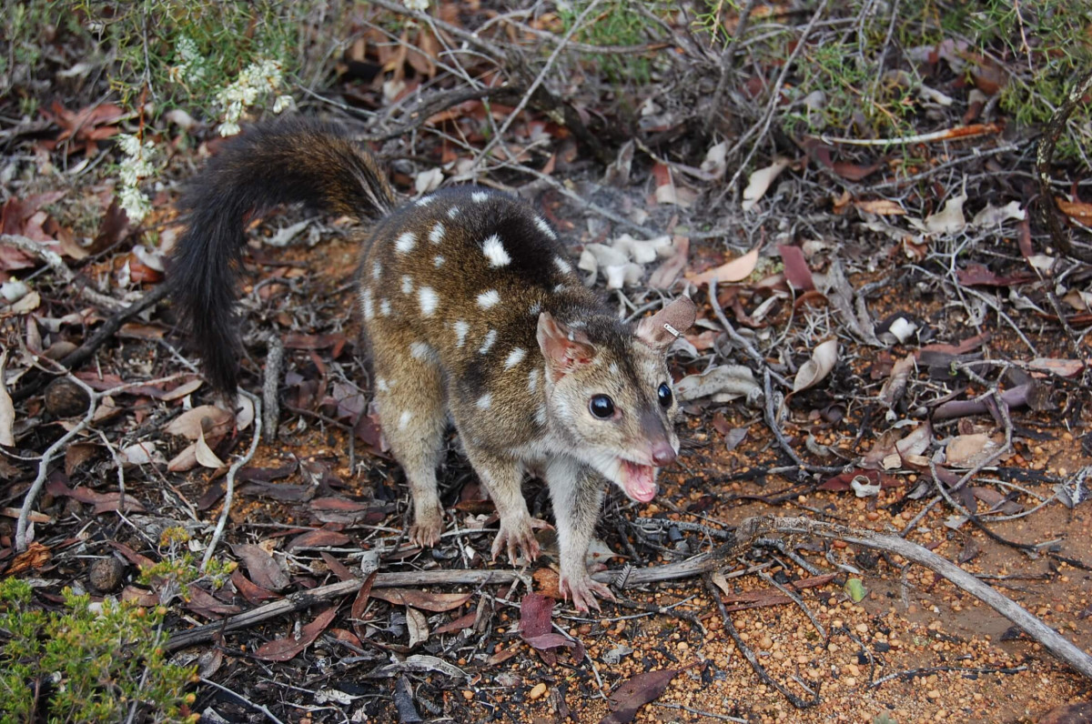 ABC News covers the Western Quoll
