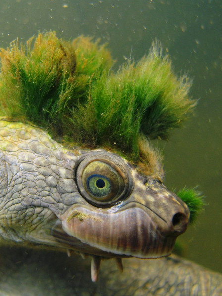 Autumn Appeal: saving the Mary River 'Punk' Turtle