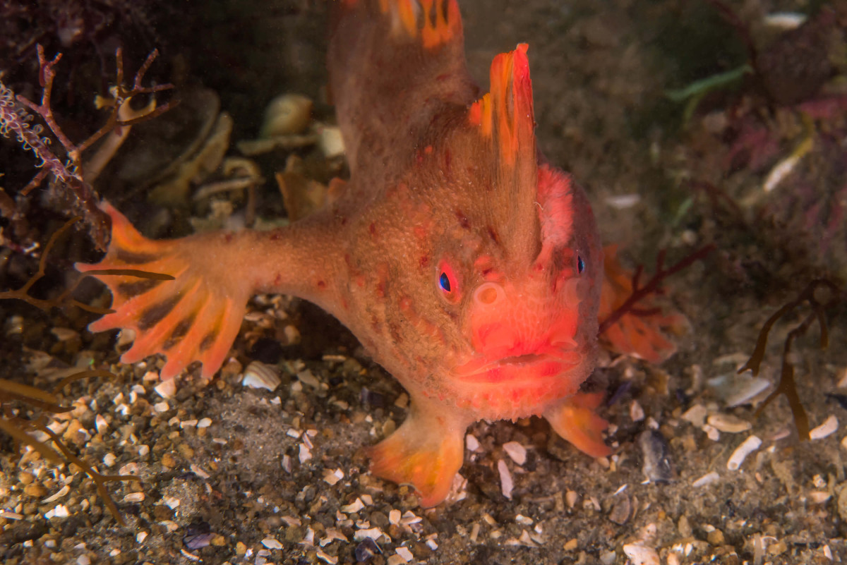 #THREATENEDTHURSDAY: Red Handfish
