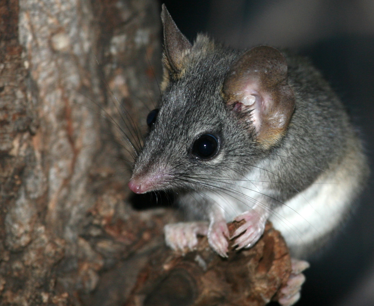 Locally-extinct Red-Tailed Phascogales reintroduced in South Australia