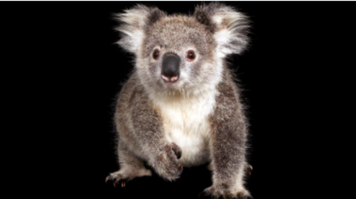 ​Saving Australia's native endangered species: FAME