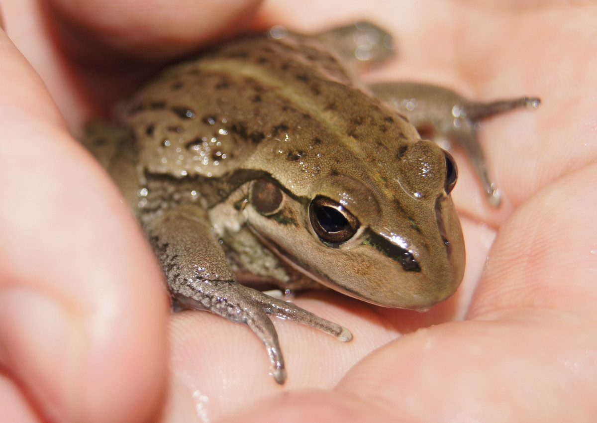 World Frog Day: 20 March