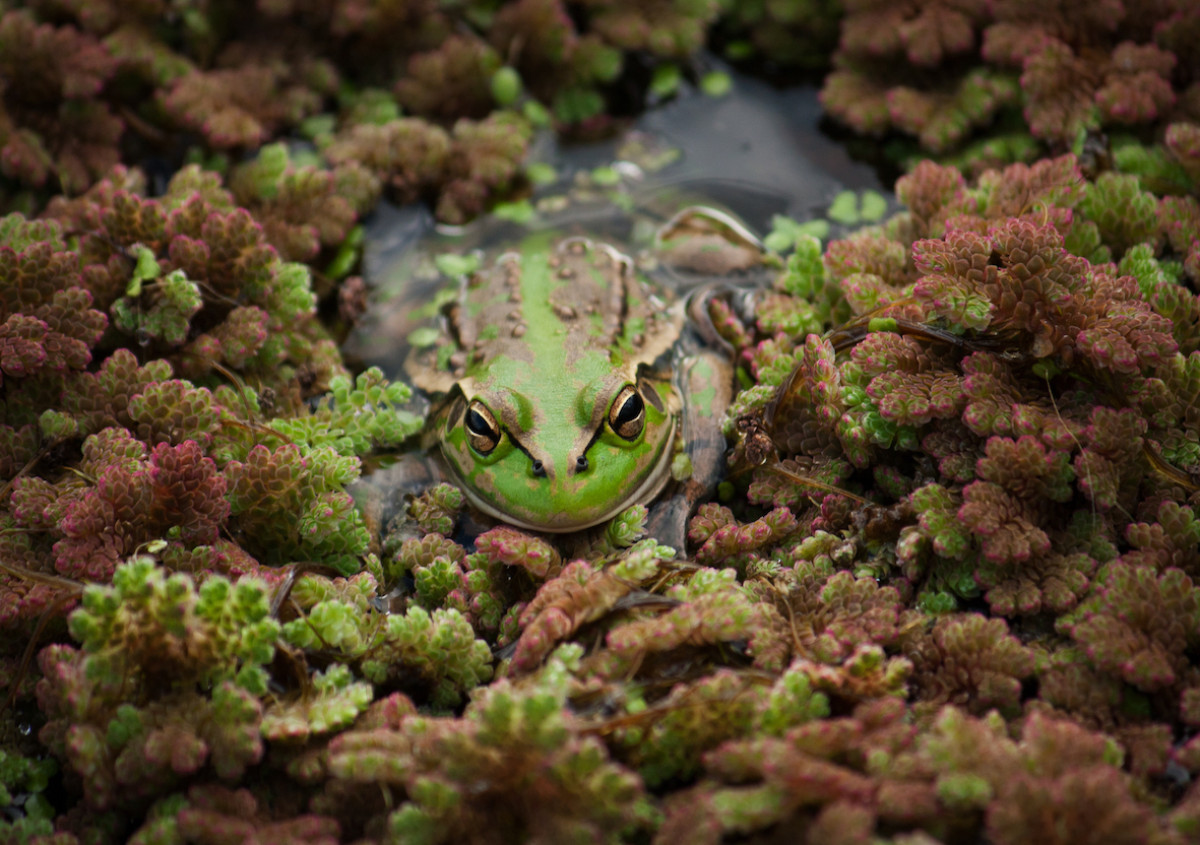 Project update: our frogtastic Southern Bell Frogs.