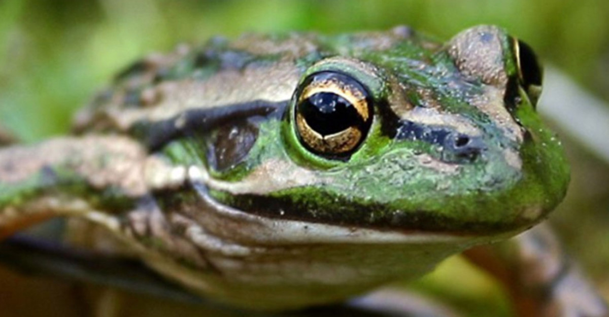 This World Frog Day, help us save Australia's southern bell frog