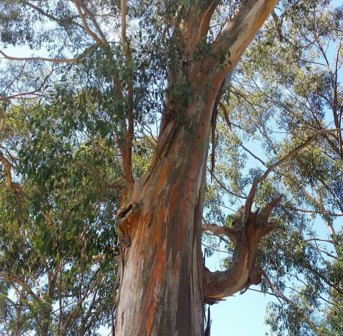 FAME's commitment on National Eucalypt Day.